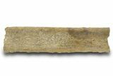 Hadrosaur (Edmontosaurus) Rib Section - Wyoming #381191-1